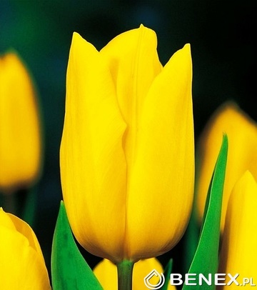Showbox 10-Cio Komorowy Tulip - Tulipan Na Kwiaty Cięte I Triumph 250 Szt.