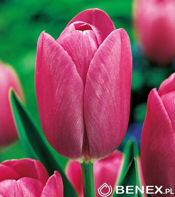 Showbox 10-Cio Komorowy Tulip - Tulipan Promocyjny 11/12 250 Szt.