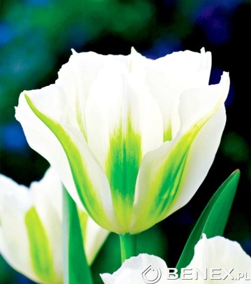 Showbox 10-Cio Komorowy Tulip - Tulipan Virindiflora  11/12  250 Szt.