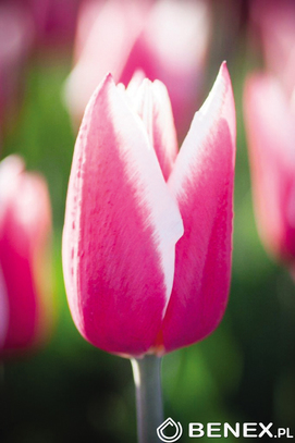 Showbox 10-cio Komorowy Tulipa - Tulipan Gigantyczny 250 Szt.