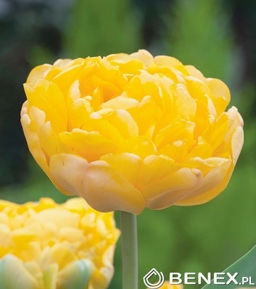 Showbox 10-Cio Komorowy Tulip - Tulipan Pełny I Tulipan Promocyjny 11/12 250 Szt