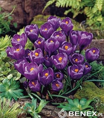 Showbox 10-cio Komorowy Crocus, Tulipa - Krokus Wielkokwiatowy I Tulipan Promocy