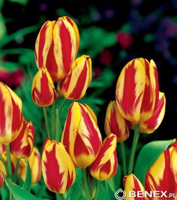 Showbox Tulipa - Tulipan Wielokwiatowy "2" 11/12  250 Szt.