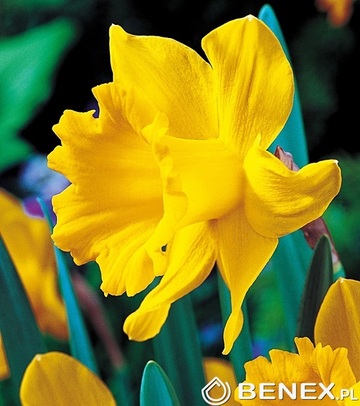 Showbox 10-cio Komorowy Narcissus, Crocus - Narcyz Promocyjny I Krokus Wielkokwi