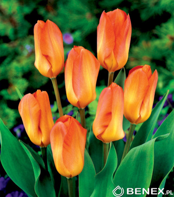 Showbox 10-cio Komorowy Tulipa, Narcissus - Tulipan Niski Fostera I Narcyz Botan