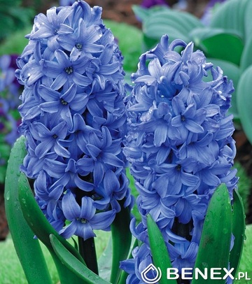 Showbox 10-cio Komorowy Hyacinthus, Tulipa - Hiacynt Promocyjny Xxl I Tulipan Pr