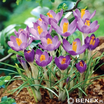 Showbox 10-cio Komorowy Crocus, Tulipa - Krokus Wiosenny I Tulipan Promocyjny 50