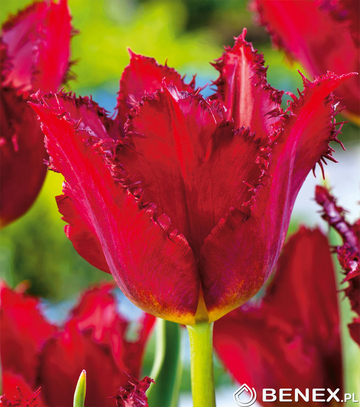 Showbox Połówkowy Tulip - Tulipan Strzępiasty "1" 11/12  125 Szt.