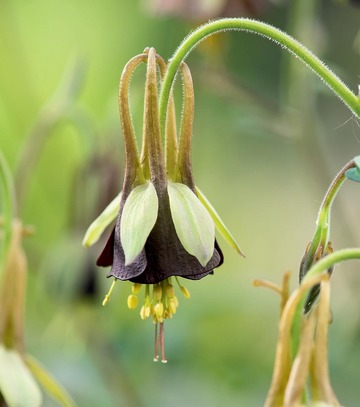 Showbox Połówkowy Aquilegia - Orlik Pełny "2" I Wybór 20 Szt.