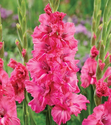 Showbox 10-Cio Komorowy Gladiolus - Mieczyk Karbowany/Wielkokwiatowy 12/14 300 S