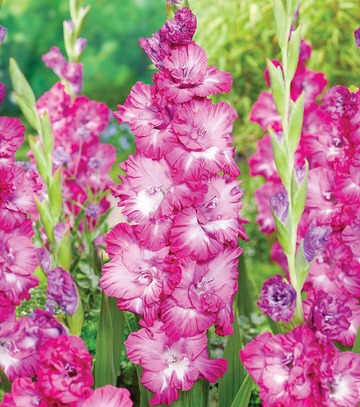 Showbox 10-Cio Komorowy Gladiolus - Mieczyk Wielkokwiatowy "9" 12/14 300 Szt.