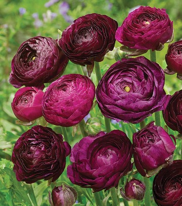 Showbox Ranunculus - Jaskier "2" 6/+ 500 Szt.