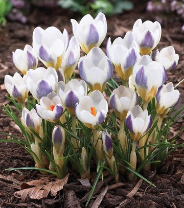 Showbox Crocus - Krokus Wiosenny Wielkokwiatowy "9" 5/7 500 Szt.