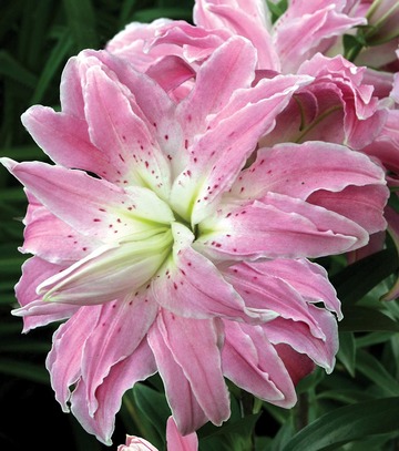 Showbox Lilium - Lilia Lotus Orientalna Pełna 16/18 50 Szt.