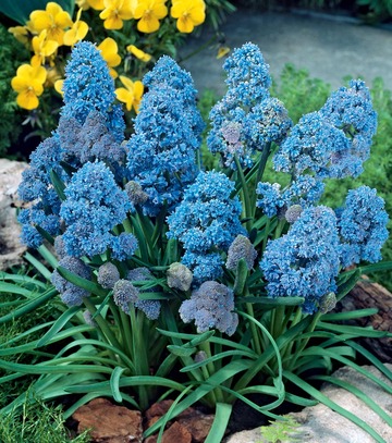 Showbox Muscari - Szafirek "4" 7/8 250 Szt.
