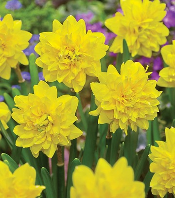 Showbox Narcissus - Narcyz Botaniczny "3" 300 Szt.