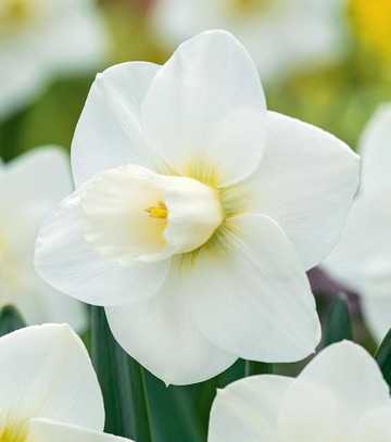 Showbox Narcissus - Narcyz Dla Kolekcjonera "2" 100 Szt.