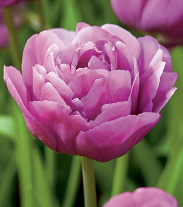 Showbox Tulip - Tulipan Pełny "10" 11/12 150 Szt.