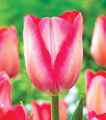Showbox Tulip - Tulipan Triumph "9" 11/12 250 Szt.