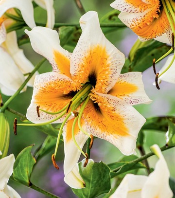 Showbox Połówkowy Lilium - Lilia 16/18 50 Szt.