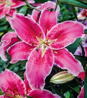 Showbox Połówkowy Lilium - Lilia Drzewiasta Ot Hybride "4" 16/18 50 Szt.