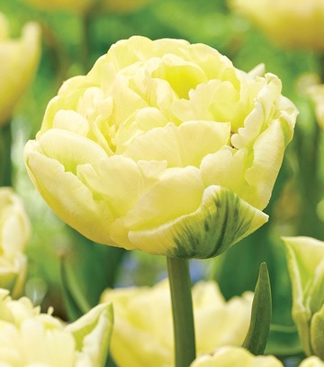 Showbox Połówkowy Tulip - Tulipan Pełny "9" 11/12 75 Szt.