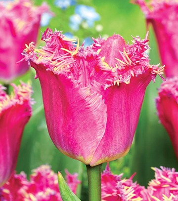 Showbox Połówkowy Tulip - Tulipan Strzępiasty "6" 11/12 75 Szt.