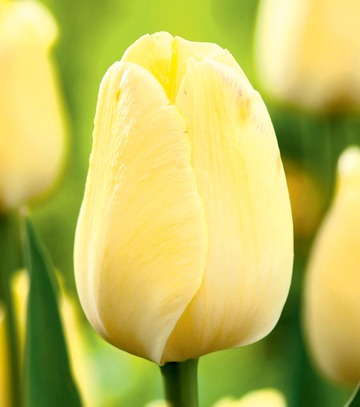 Showbox Połówkowy Tulip - Tulipan Triumph "10"  11/12 125 Szt.