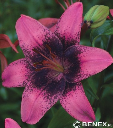 Showbox Lilium - Lilia Azjatycka Dwukolorowa "2" 16/18 100 Szt.