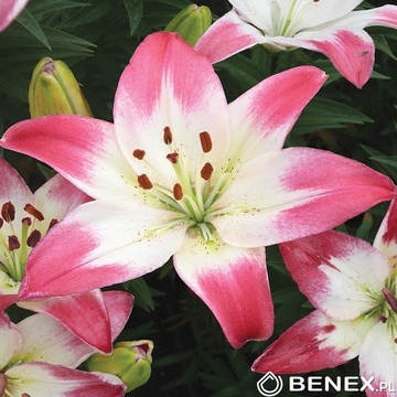 Showbox 10-Cio Komorowy Lilium - Lilia Azjatycka Dwukolorowa 16/18  100 Szt.