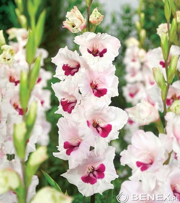 Showbox Gladiolus - Mieczyk "26" 12/14 300 Szt.