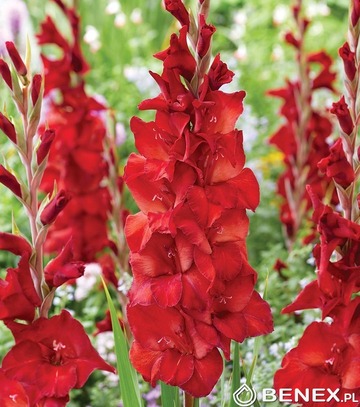 Showbox Połówkowy Gladiolus - Mieczyk "27" 12/14 150 Szt.