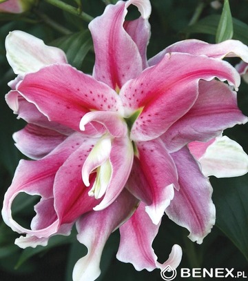 Showbox Lilium - Lilia Orientalna Pełna 16/18 50 Szt.
