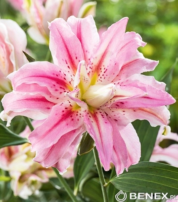 Showbox Połówkowy Lilium - Lilia Orientalna Pełna 16/18 25 Szt.