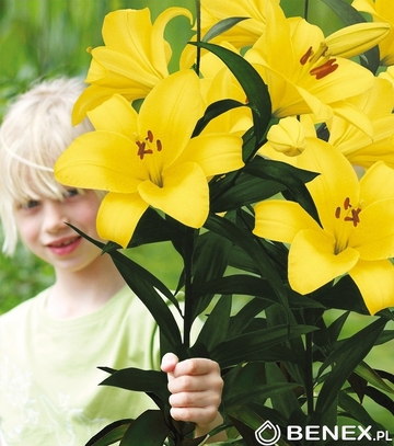Showbox Lilium -  Lilia Drzewiasta Ot Hybride "4" 18/20 80 Szt.
