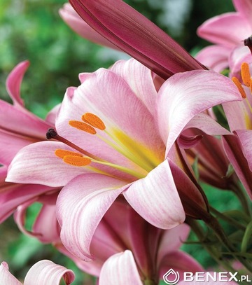 Showbox Lilium - Lilia Trąbkowa 20/+ 70 Szt.