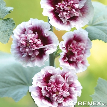 Showbox Aquilegia, Alcea - Orlik Pełny, Malwa  I Wybór 40 Szt.