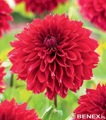 Showbox Dahlia - Dalia Strzępiasta "1" I Wybór 40 Szt.