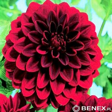 Showbox 10-Cio Komorowy Dahlia - Dalia Dekoracyjna/Dekoracyjna Niska Melody I Wy