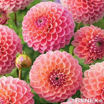 Showbox 10-Cio Komorowy Dahlia - Dalia Pomponowa I Wybór 40 Szt.