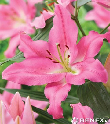 Showbox 10-Cio Komorowy Lilium - Lilia Orientalna "2"/ Trąbkowa 75 Szt.