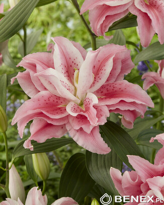 Showbox 10-Cio Komorowy Lilium - Lilia Roselily 18/20 50 Szt.