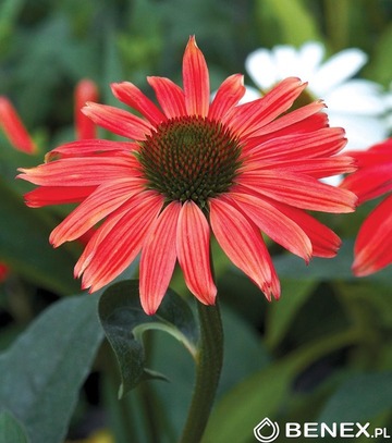 Showbox 10-Cio Komorowy Echinacea, Phlox Paniculata - Jeżówka, Płomyk I Wybór 40