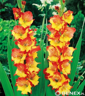 Showbox Gladiolus - Mieczyk "2" 10/12 300 Szt.