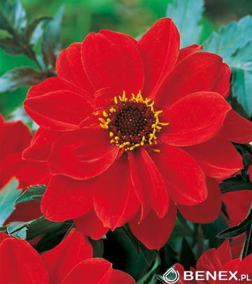 Showbox Dahlia - Dalia Ciemnolistna I Wybór 40 Szt.