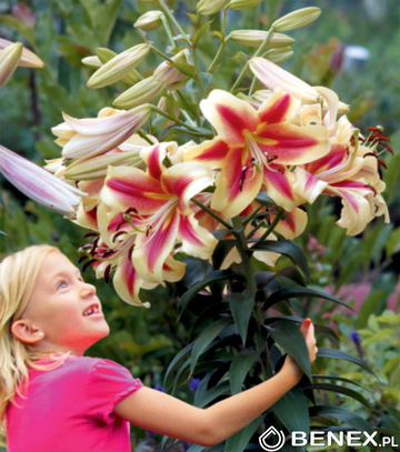 Showbox Lilium - Lilia Drzewiasta Ot Hybride "5" 16/18 100 Szt.