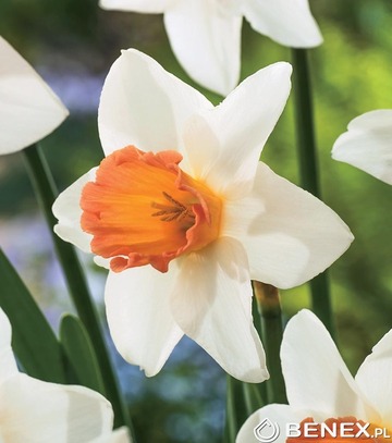 Showbox Narcissus - Narcyz Dla Kolekcjonera  "2" 100 Szt.