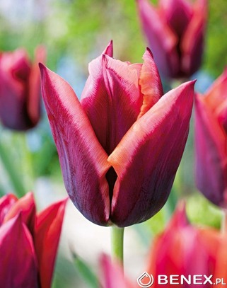 Showbox Tulip - Tulipan Triumph "12"  11/12 250 Szt.