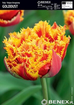 Showbox Tulip - Tulipan Strzępiasty "7" 11/12 150 Szt.