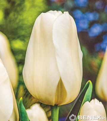 Showbox Tulip - Tulipan  Gigantyczny "2" 11/12 250 Szt.